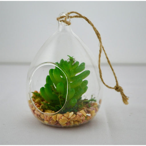 Terrarium goutte et plante