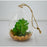 Terrarium goutte et plante